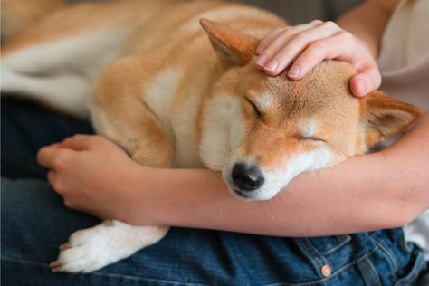 dog asleep in arms